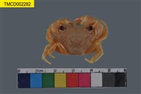 藏品(粗糙酋婦蟹)的圖片